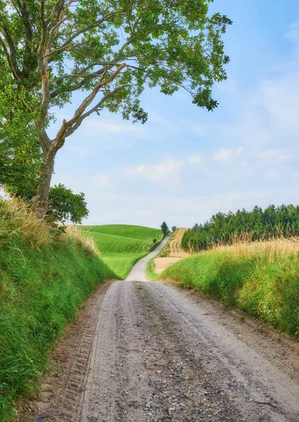 Vibrant Green Grass Trees Growing Countryside Summertime Dirt Road Leading — Stockfoto