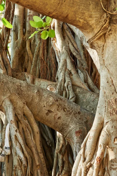 Landscape Tangled Tree Trunk Branches Old Native Fig Tree Growing — Foto de Stock