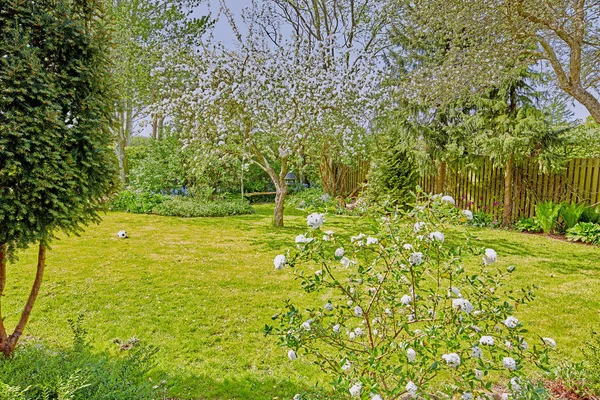 Lush green garden grass with white rose bushes, cherry blossom trees, shrubs and plants. Playing soccer or football with a ball on the lawn in summer in secluded and private landscaped home backyard.