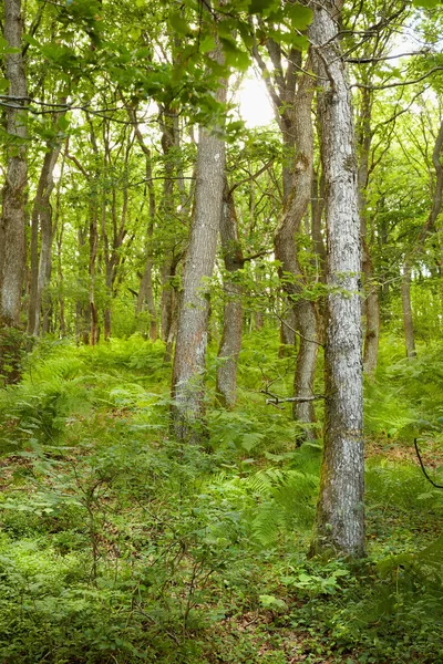 Прекрасний Літній Ліс Сосновими Деревами Мальовничий Вид Високий Сосновий Ліс — стокове фото