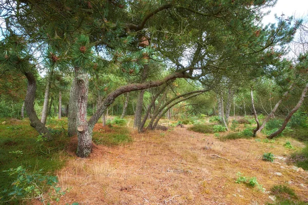 Landschap Van Dennen Ceder Dennenbomen Die Groeien Stille Bossen Noorwegen — Stockfoto