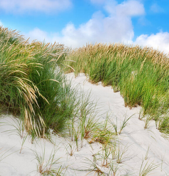 Пляжный пейзаж песчаных дюн под облачным голубым небом копирует пространство на западном побережье Ютландии в Локкене, Дания. Крупный план зеленой травы, растущей на пустом пляже в солнечный летний день.