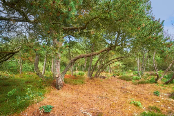 Bosque Con Árboles Doblados Plantas Verdes Otoño Paisaje Muchos Pinos — Foto de Stock