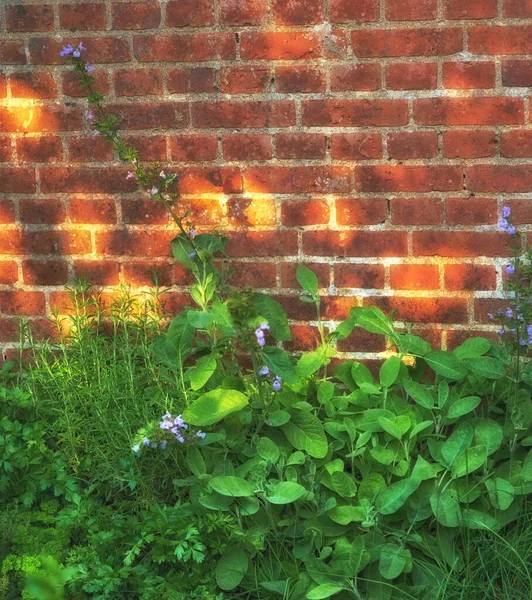 Green Ajuga Plants Growing Brick Wall Afternoon Wild Purple Bugleweed — Fotografia de Stock