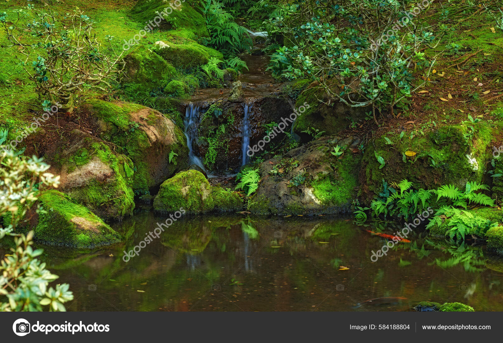 Linda imagem de um pequeno riacho em uma floresta verde exuberante banco de  imagens