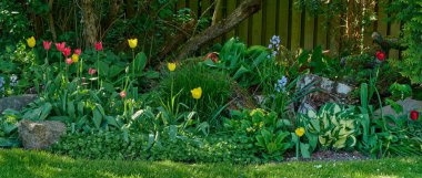 Wide angle of a colorful flower garden with various plants. Lush green flowerbed with tulips and bluebells on a lawn in a backyard. Vibrant nature scene of flowering bushes in spring for copy space.