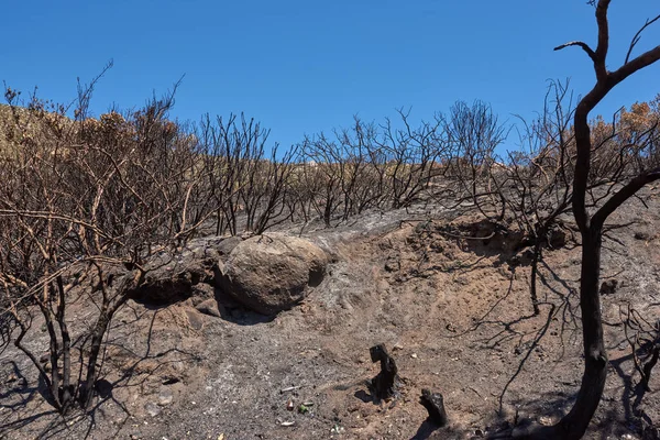 Burnt Forest Trees Bushfire Remote Woods Destruction Aftermath Deforestation Uncontrollable — ストック写真