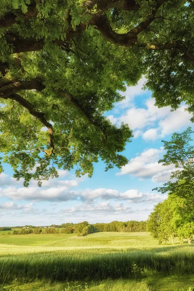Copyspace Beautiful Scenic Summer Landscape Grassy Meadows Trees Cloudy Blue — Stockfoto