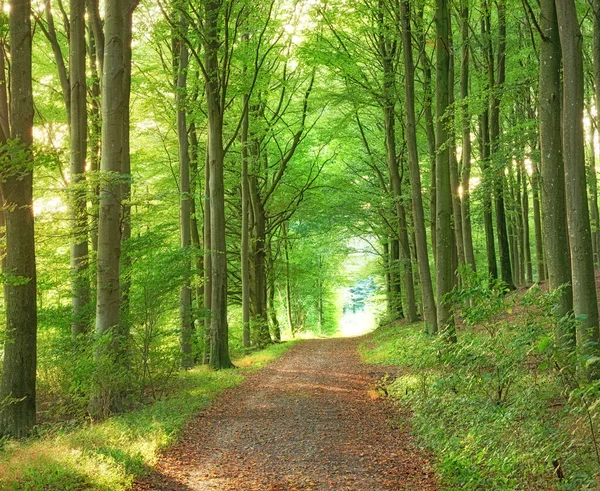 Ένα Καταπράσινο Ατελείωτο Δάσος Στα Δάση Μια Καλοκαιρινή Μέρα Υπαίθριο — Φωτογραφία Αρχείου