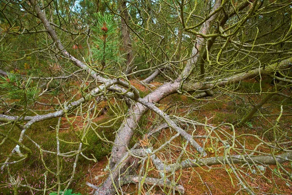 森林里的老松树 风暴过后倒下的松树或大风刮伤的松树 丹麦偏远自然景观中树干上生长的绿色苔藓或海藻 — 图库照片