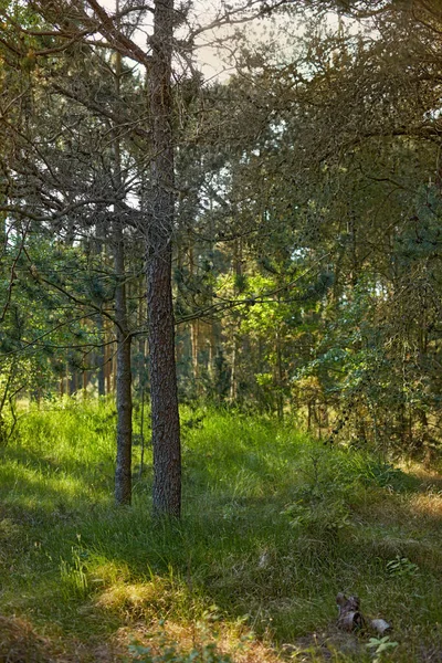 Beautiful Pinus Sylvestris Forest Lush Green Leaves Nature Woodland Grass — Stockfoto