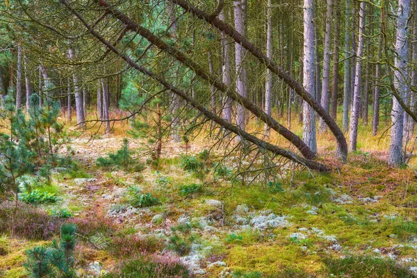Пейзаж Пустых Сосновых Лесов Осенью Тихие Живописные Леса Тонкими Высокими — стоковое фото