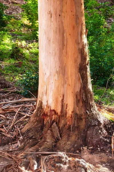 Landscape View Stripped Bark Tree Forest Day Exploring Woods Mother — Stockfoto