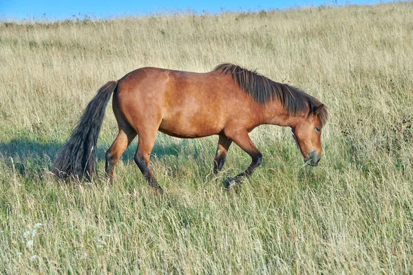 Een Majestueus Groot Groot Bruin Volbloed Volbloed Wild Paard Met — Stockfoto