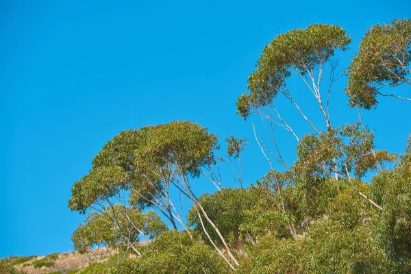 Drzewa Rosnące Wzgórzu Zdalny Rezerwat Przyrody Górskiej Górze Stołowej Kapsztadzie — Zdjęcie stockowe