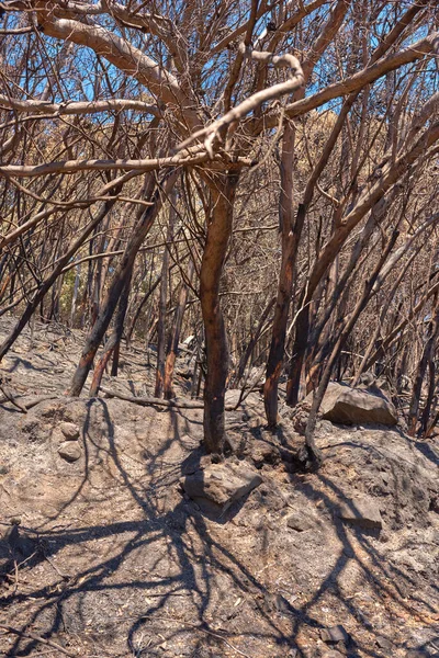 Burnt Forest Trees Wildfire Remote Woods Destruction Aftermath Deforestation Uncontrollable — ストック写真