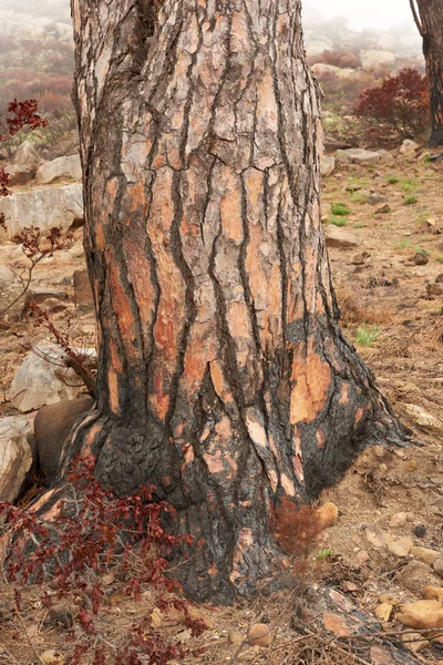 Closeup Burnt Tree Stump Mountain Zoom Burnt Texture Patterns Stump — Foto de Stock