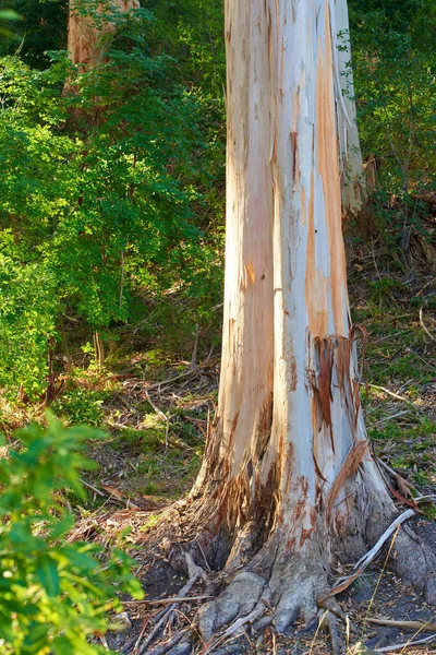 View Damaged Illegally Stripped Bark Forest Tree Used Fires Medicine — Stockfoto