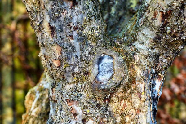 Closeup Broken Tree Bark Old Coniferous Trunk Quiet Forest Woods — ストック写真
