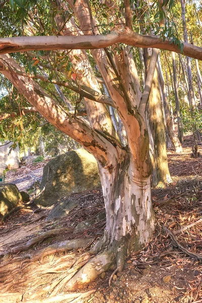 Bosque Eucaliptos Creciendo Prado Rocoso Una Ladera Sudáfrica Paisaje Abedul — Foto de Stock