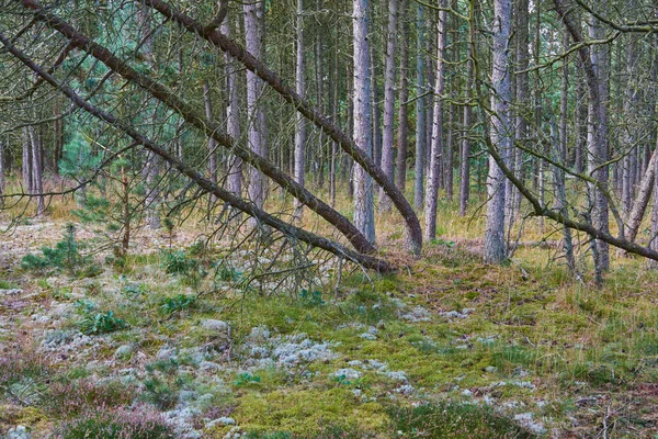 Лес Упавшими Деревьями Зелеными Растениями Пейзаж Многих Сосновых Стволов Ветвей — стоковое фото