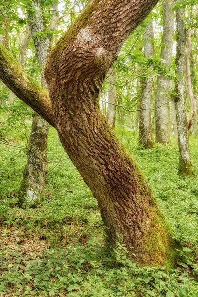 Big Tree Trunk Covered Moss Growing Quiet Green Forest Texture — Foto de Stock