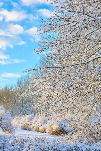 Frosted Tree Branches Leaves Frozen Cold Weather Frosty Branches Blue — ストック写真