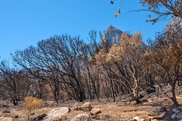 A forest of burnt trees after a bushfire on Table Mountain, Cape Town, South Africa. Lots of tall trees were destroyed in a wildfire. Below of black scorched tree trunks on a hilltop on a sunny day.
