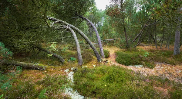 Fallen Pine Trees Storm Strong Wind Leaning Damaged Plants Bush — 스톡 사진