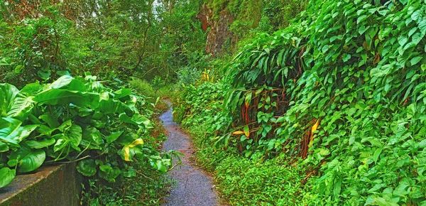 An abandoned mountain road in a rainforest. Native indigenous forests of Oahu near the old Pali Highway Crossing in Hawaii. Overgrown wilderness and green plants in a mysterious hiking trail.