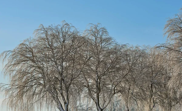 Bare Trees Field Winter Cold Day Copyspace Big Creepy Branches —  Fotos de Stock