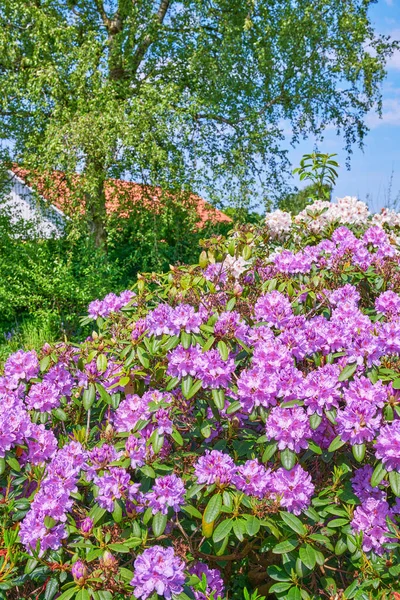 Series Photos Rhododendron Garden — Stockfoto
