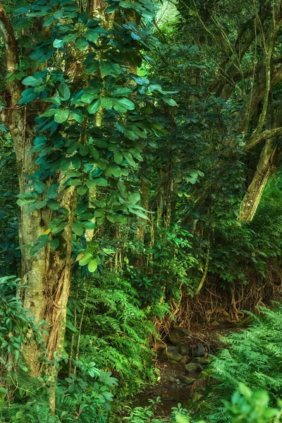 Trees Rainforest Hawaii Beautiful Green Color Landscape Nature Tropical Travel — Stockfoto