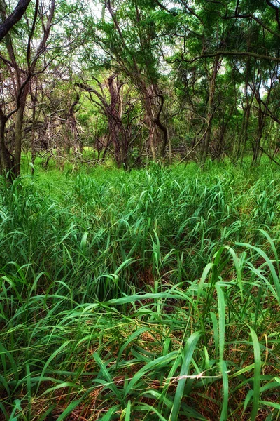 Larges trees growing in a lush green jungle in Hawaii, USA. Forest landscape with ecological details on a field or in a rain forest. Vibrant grass growing in in a tropical moist rainforest in summer.