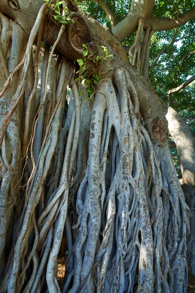 Overgrown Vines Roots Forest Native Wild Fig Trees Mysterious Landscape — Foto de Stock