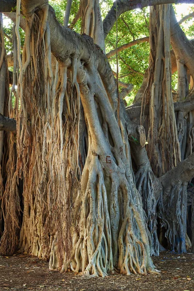 View Banyan Trees Oahu Sunny Day Overgrown Wilderness Vines Bushes — Foto de Stock