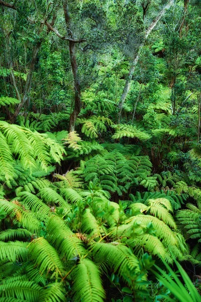 Variedad Árboles Plantas Vibrantes Que Crecen Naturaleza Inalterada Hawaii Hermosos — Foto de Stock