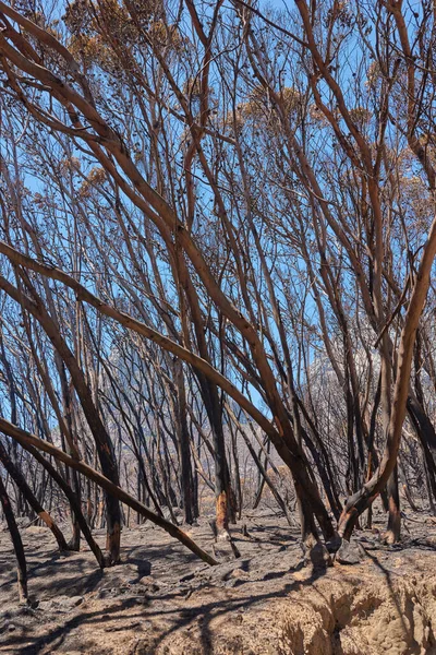 Closeup Burnt Trees Bushfire Table Mountain Cape Town South Africa — Stockfoto