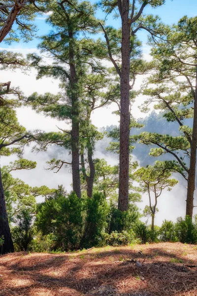 Beautiful Pine Forests Mountains Palma Canary Islands Spain Peaceful Landscape — Foto de Stock