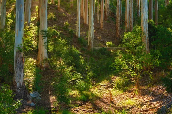 Landscape Beautiful Forest Bright Sunlight Morning Many Tall Trees Trunks — Foto de Stock
