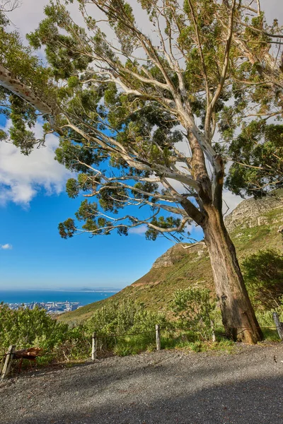 Tall Tree Growing Table Mountain National Park Cape Town South — Stock Photo, Image