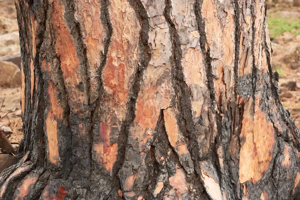Closeup of burnt tree on a mountain. Zoom in on texture and patterns of a burned stump after a wildfire in the forest. Devastating fired causing damage in nature, environment damage on scorched tree.