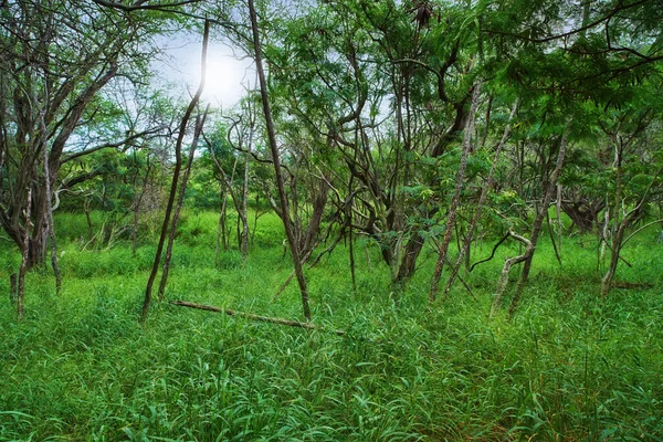 Trees in a lush green rainforest in Hawaii, with the sun peaking through the branches and copyspace. Vibrant landscape of a jungle field or path with copy space. Tropical ecological forest land.