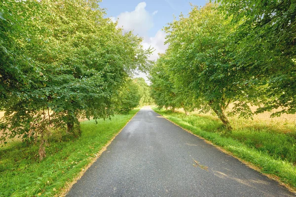 View Empty Road Bushes Trees Side Road Picture Treelined Road — Stockfoto