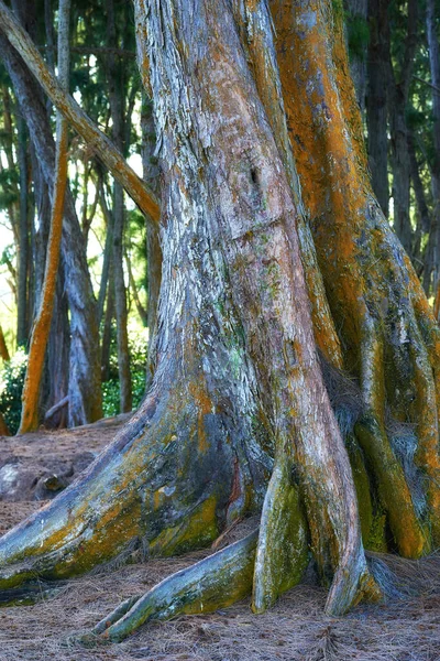 Gran Tronco Árbol Selva Verano Bajo Ángulo Una Corteza Árbol — Foto de Stock