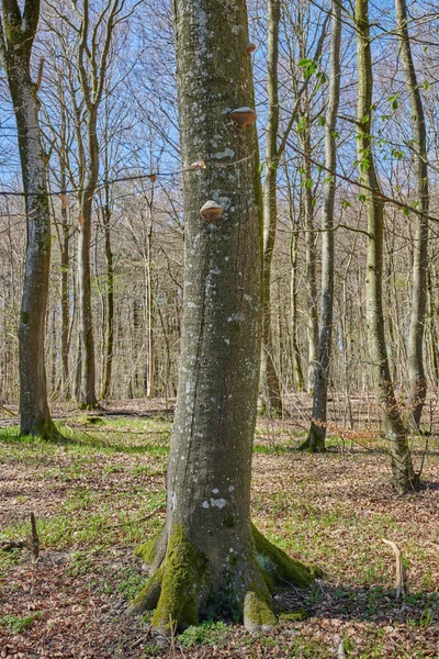 숲에서 잎없는 나무가 자란다 환경에서이끼와 나뭇가지로 뒤덮인 수많은 나무줄기들의 속에서의 — 스톡 사진