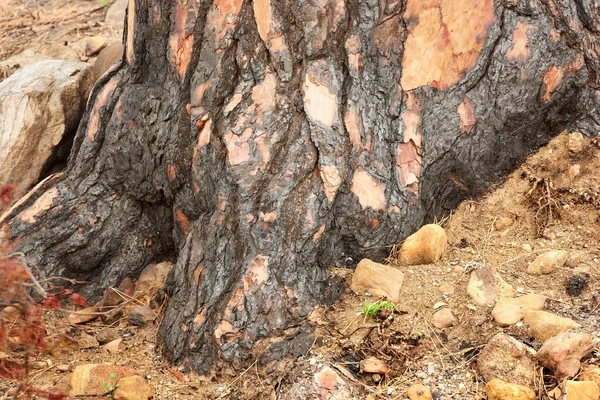 Closeup Burnt Tree Stump Rural Landscape Zoom Scorched Texture Patterns — Foto de Stock