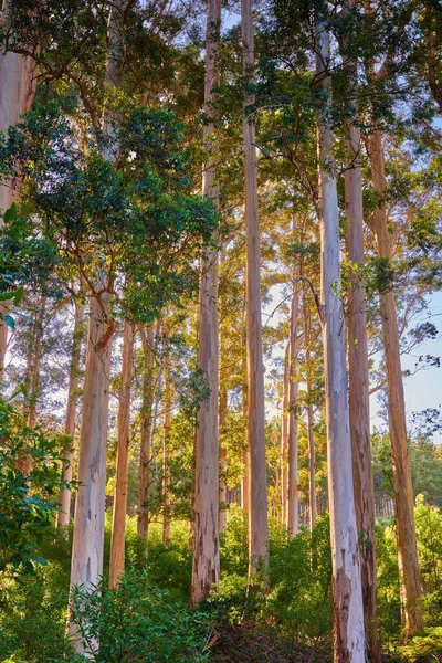 Sunset Forest Close Cape Town South Africa Wild Forest Green — Foto de Stock