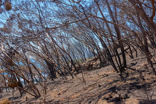 Burnt Forest Bush Fire Table Mountain Cape Town South Africa — Foto de Stock