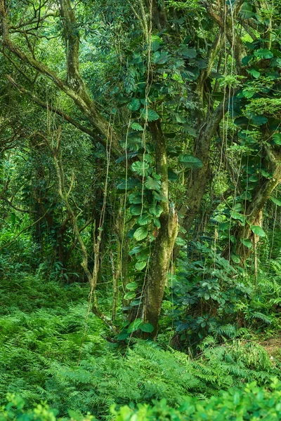 Landscape Forest Details Lush Jungle Hawaii Usa Ecological Life Remote — Foto de Stock
